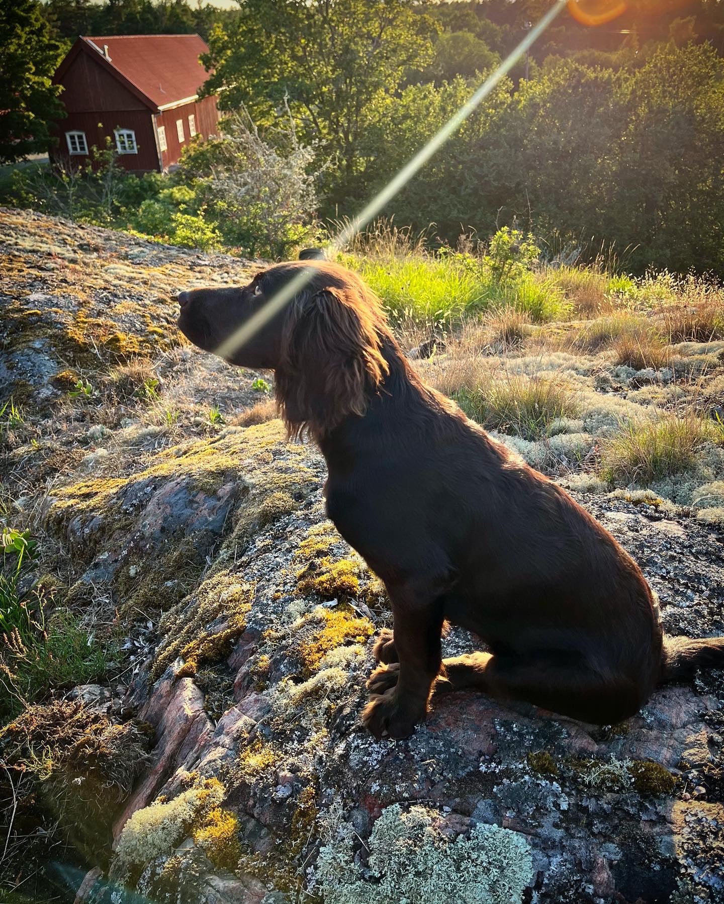 Wachtel dog sitting on a rocky outcrop with a scenic background of trees and a red building in Sweden.